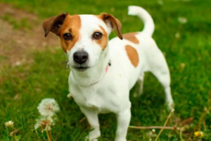 Jack russell terrier Jack russell terrier